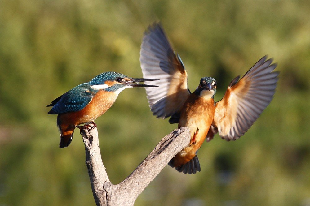 "Сдаюсь! Сдаюсь!"