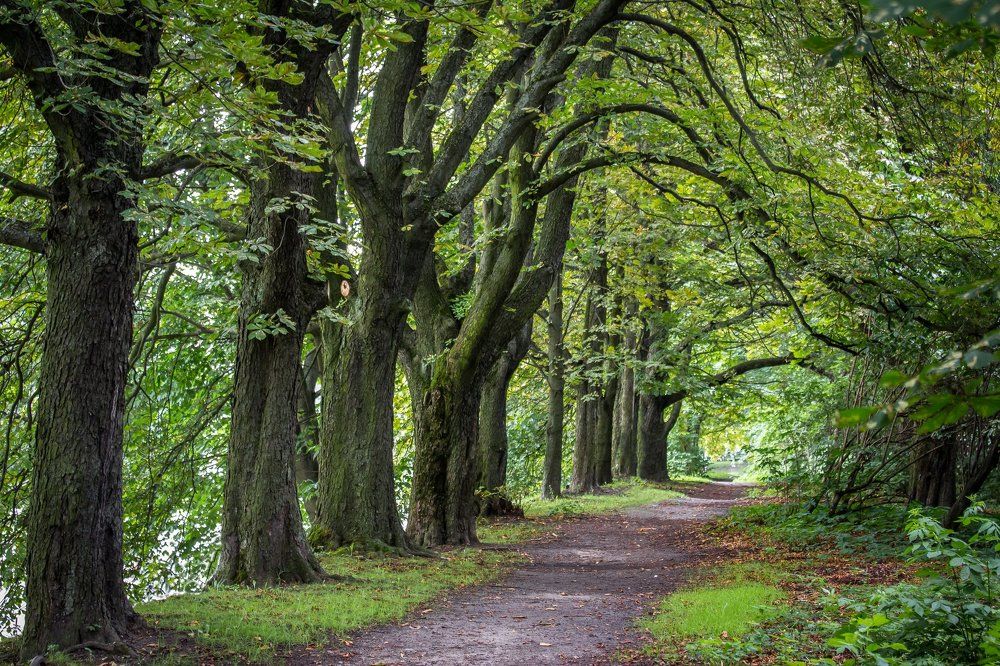 Лесная готика