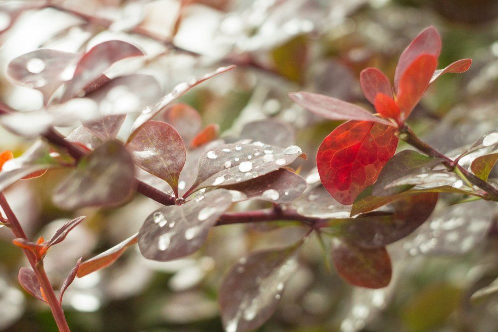 Кристальная чистота