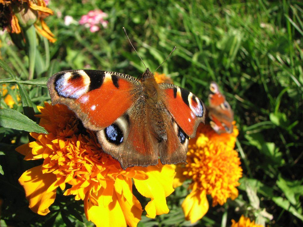 Бабочка Дневной павлиний глаз