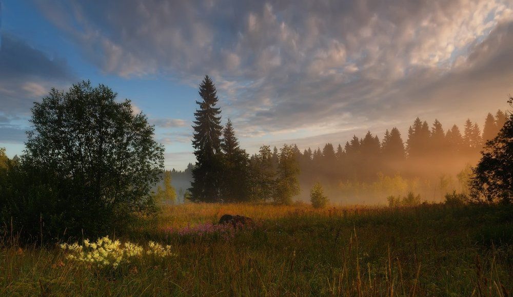 Утро на краю болота