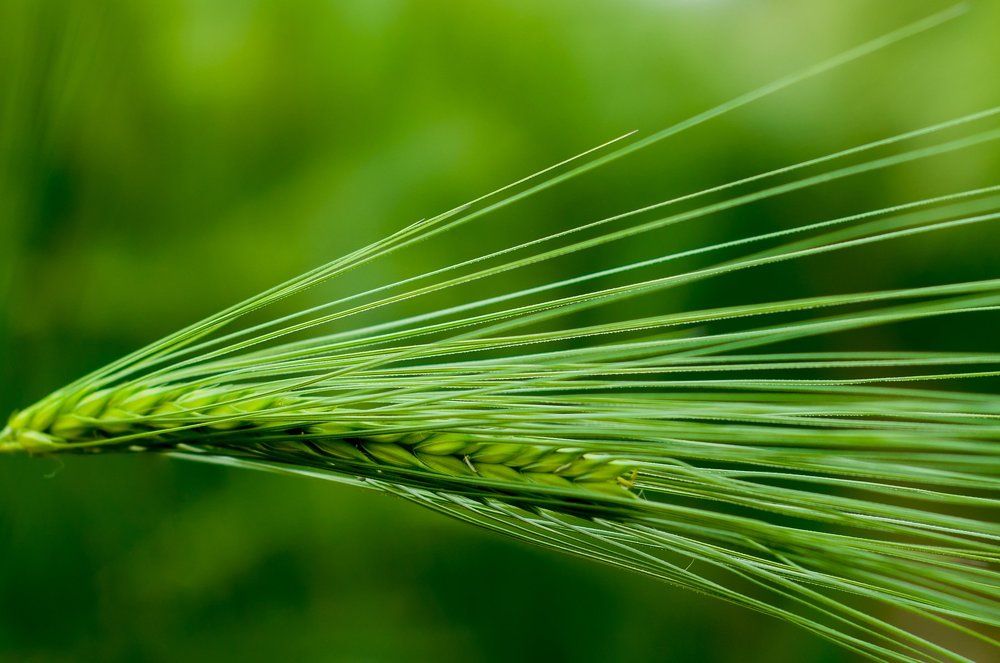Green barley stalk