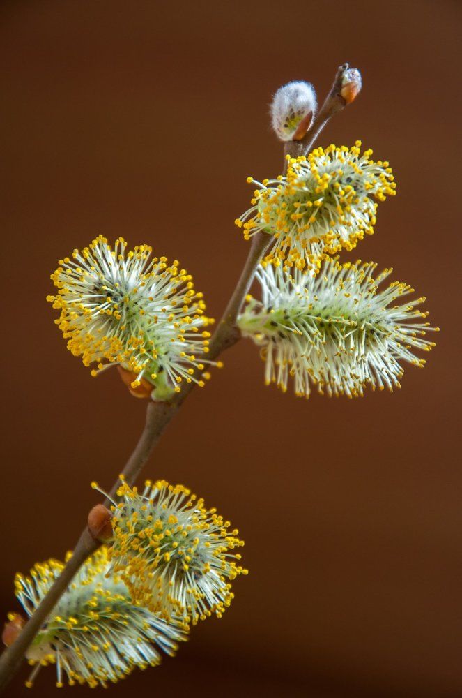 Pussy willow tree branch