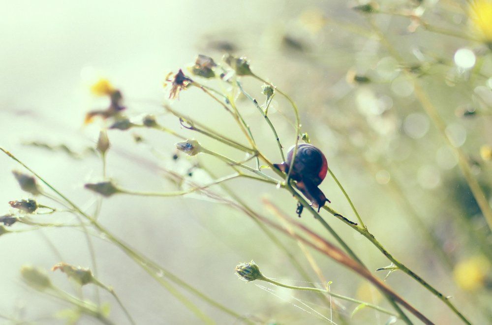 Прозрачность