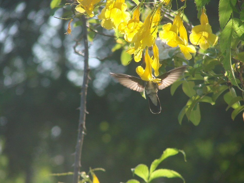 natureza