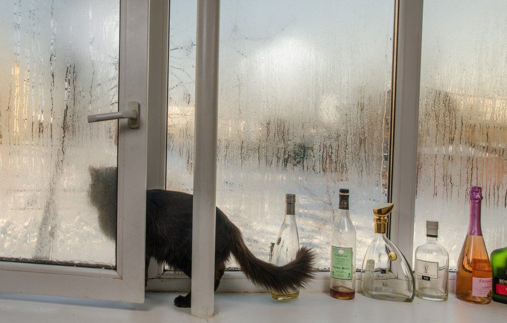 новогодний кот