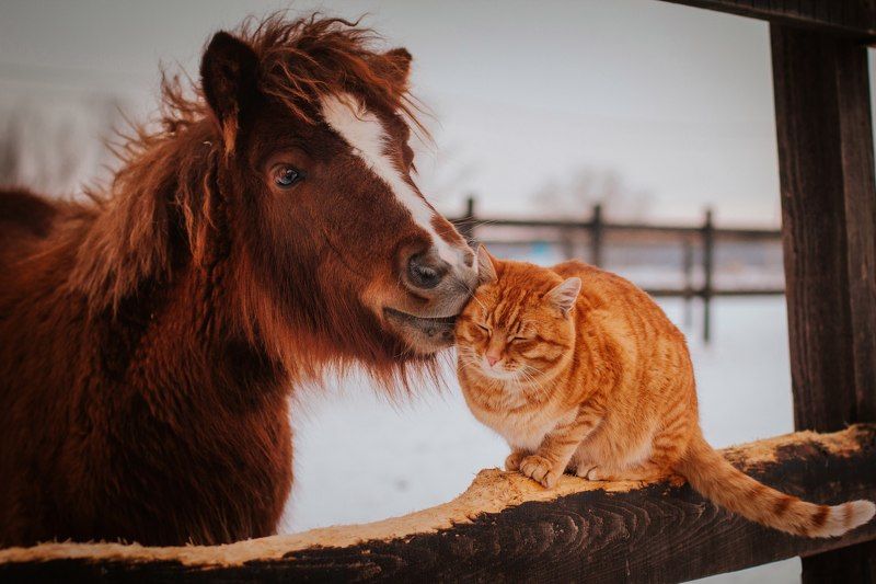 Visotskaya Polina, Russia