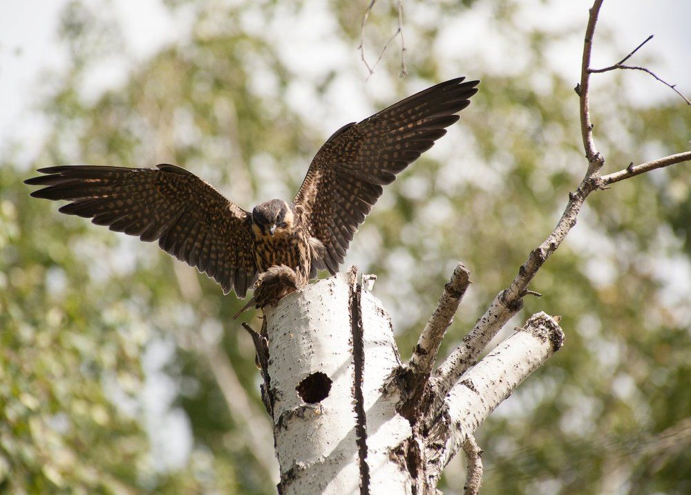 Удачная охота