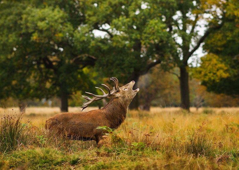 Sergey Kolyaskin, Russia
