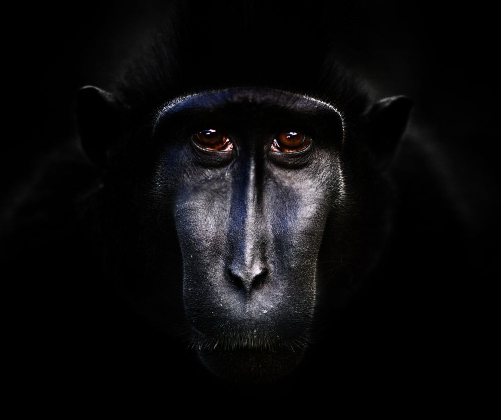 Портрет исчезающего вида