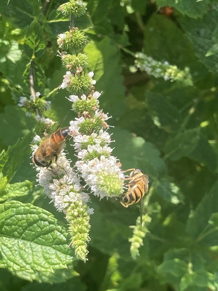 Bees & Mints flowers