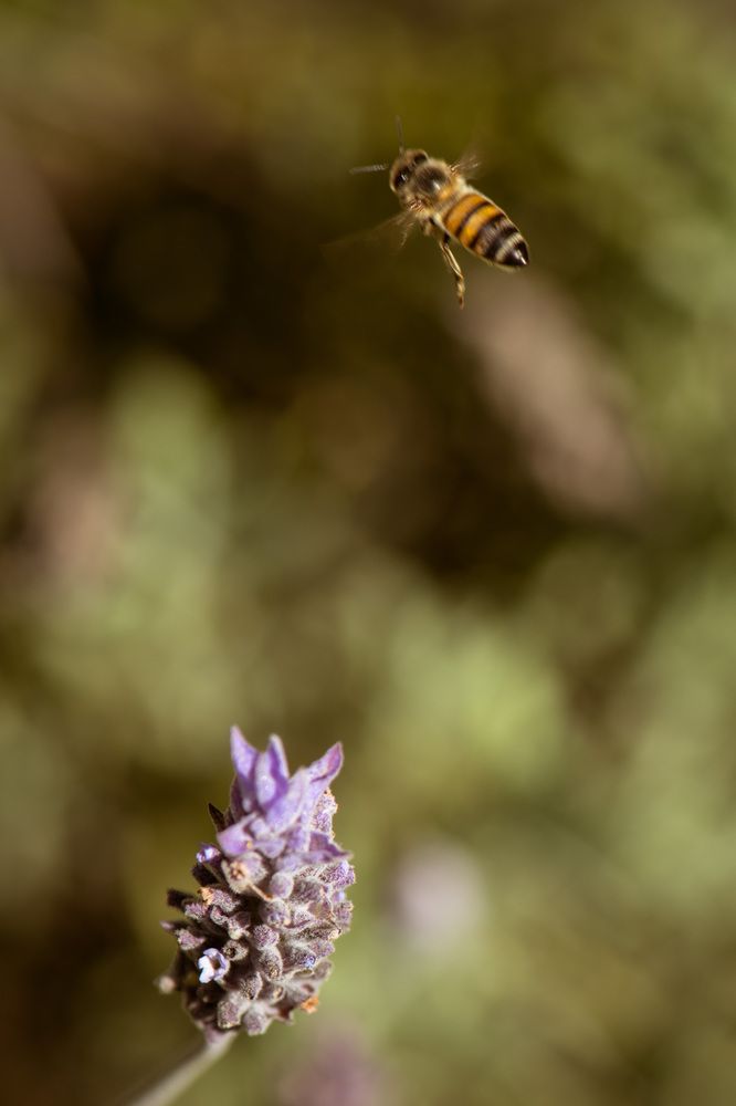 Lavender and the Honeybee: A Dance of Pollination