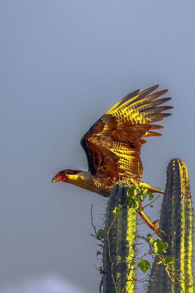 Curacao Eagle. Ready to fly.