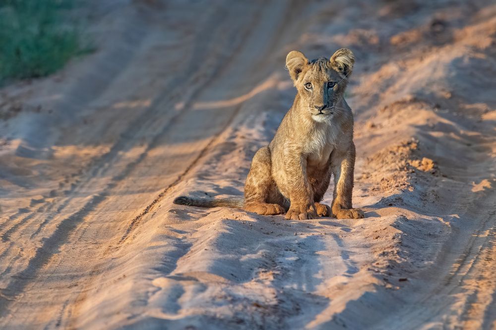 Photograph by Gatis Vilbrants