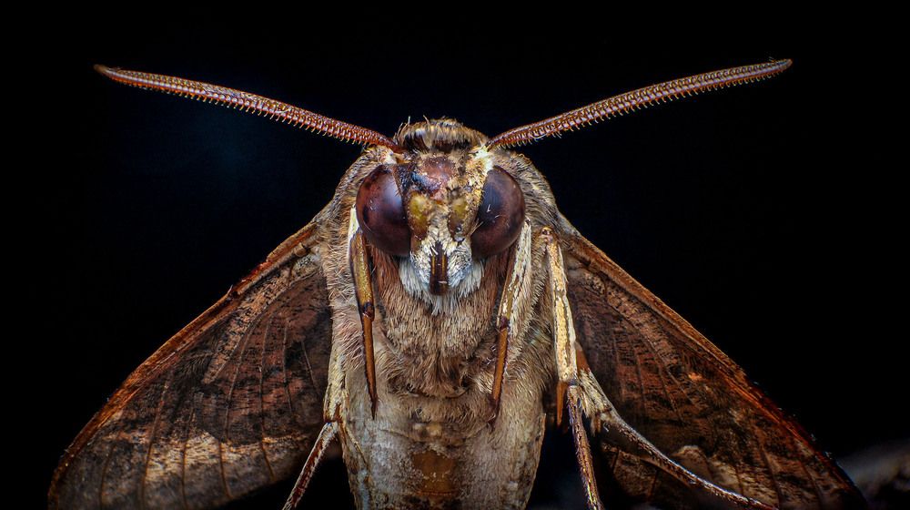 Photograph by Norman Celis