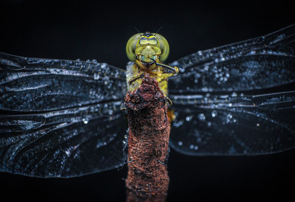 Photograph by Norman Celis