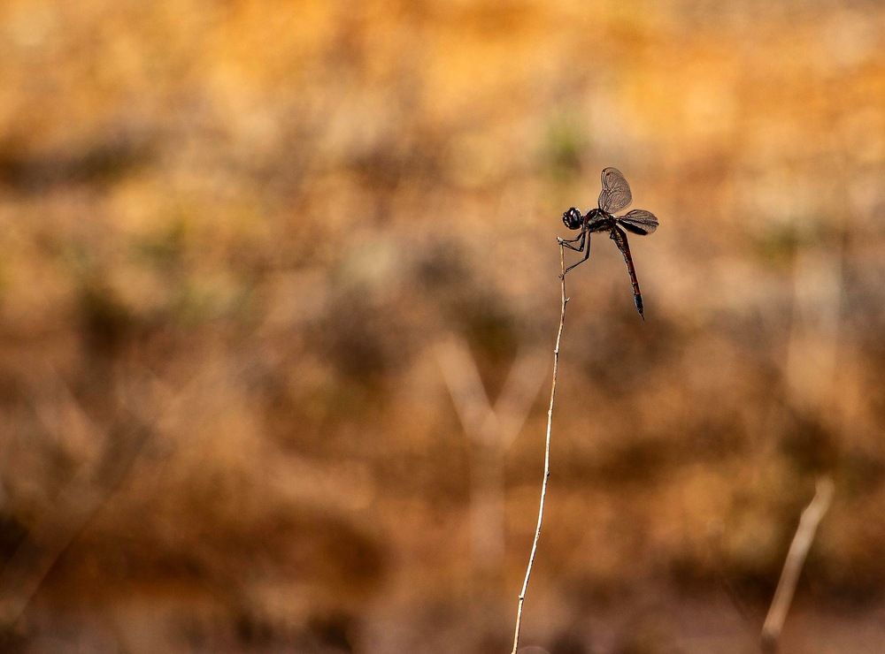 Photograph by Nino Bompastor