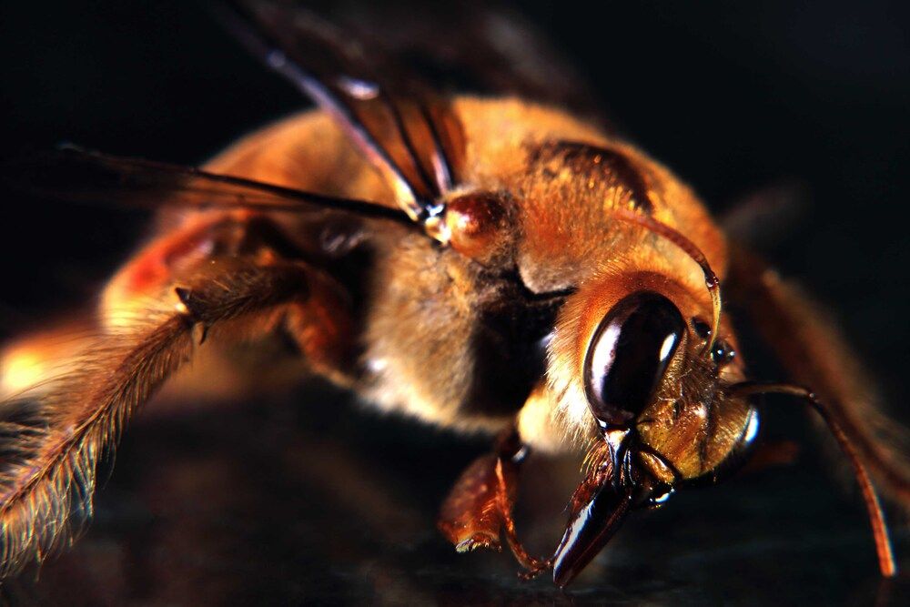 Photograph by Nino Bompastor