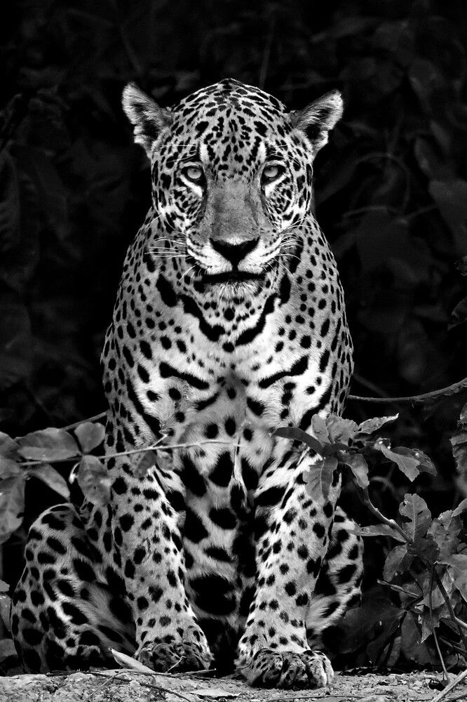 Photograph by João Pompeu