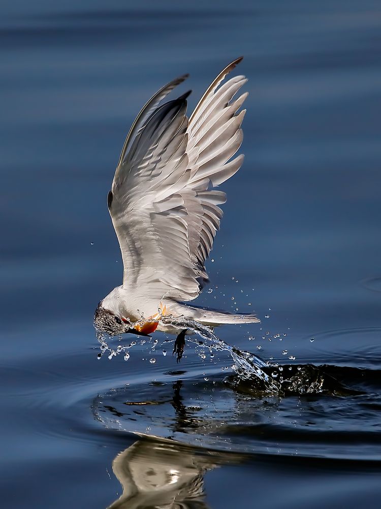 Terns Hunting