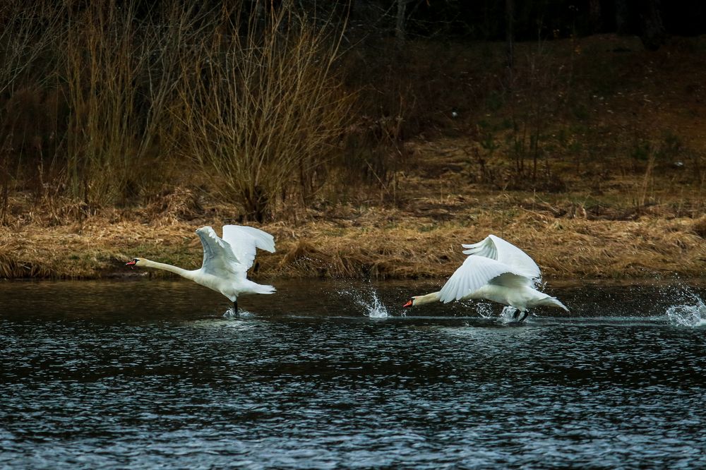 Photograph by Марина Миклашевич