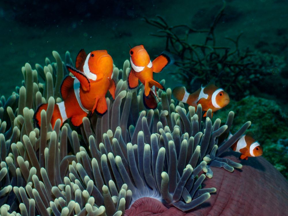 Clownfish family