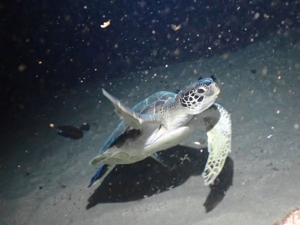 Sea turtle