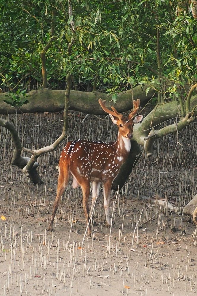 Photograph by Archisman Narayan Lahiri