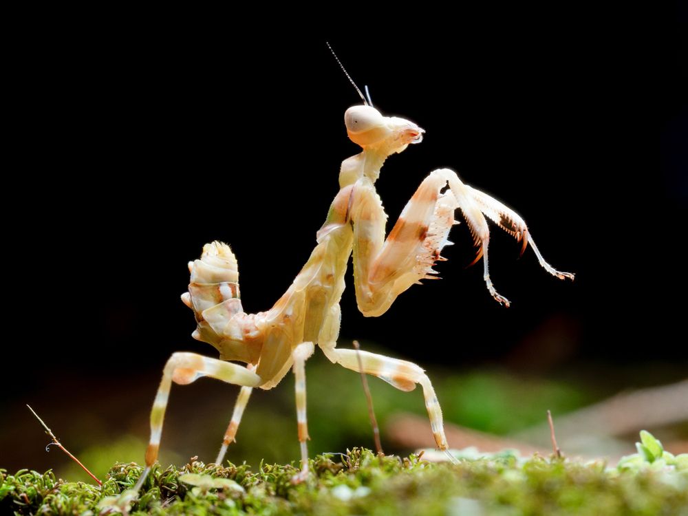 Фотография автора TAN LING ZI