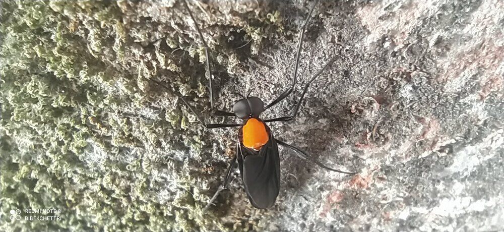 Фотография автора BIBEK chettri