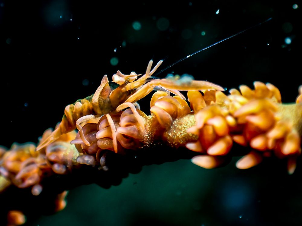 Photograph by Andy O Nales Flores