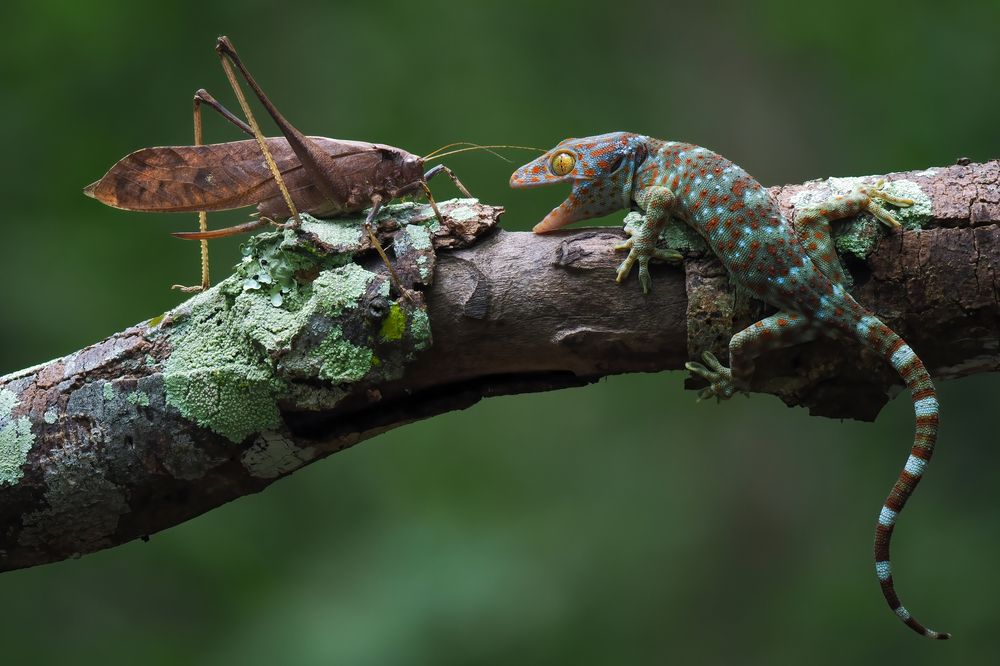 The unexpected showdown