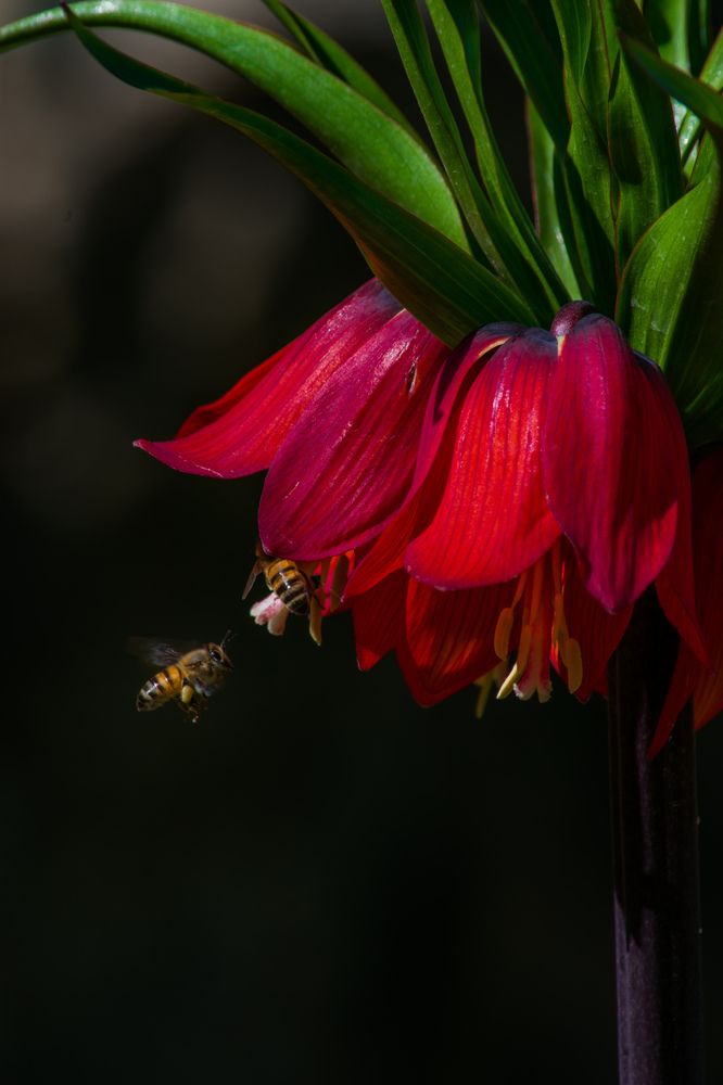 Фотография автора mohammad Alipour