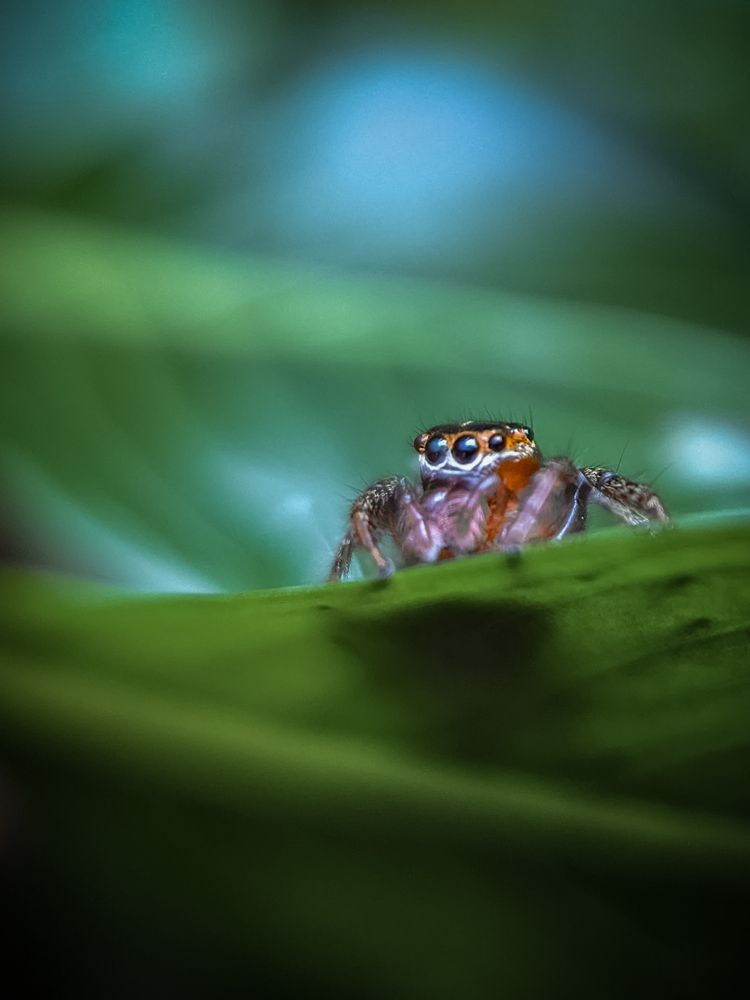 Macro spider