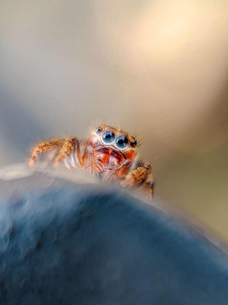 Macro spider
