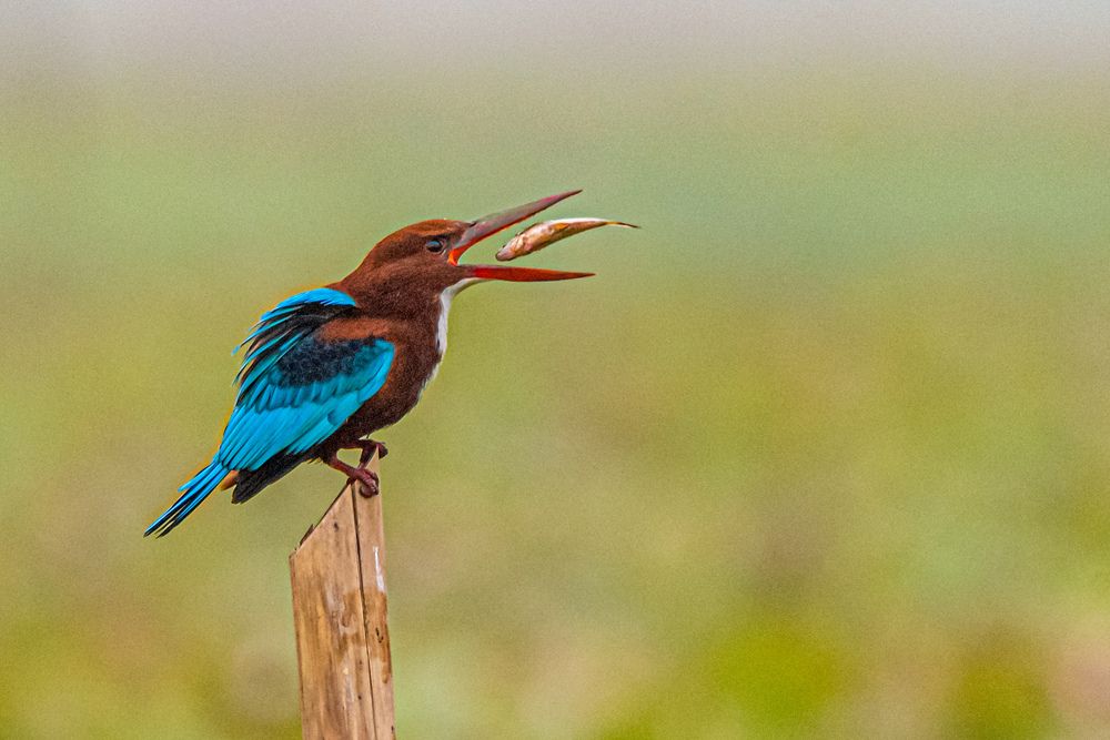 Фотография автора Pallab Ghosh
