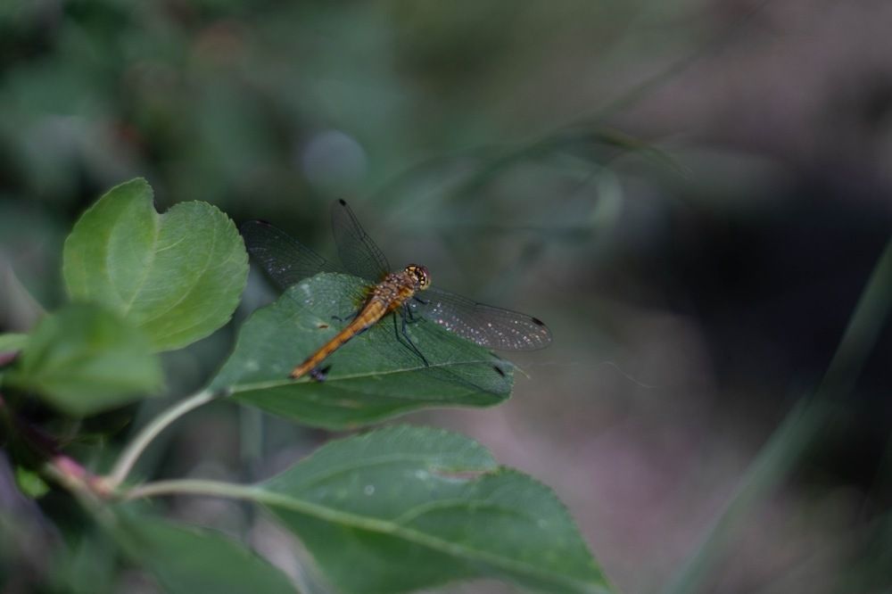 Photograph by Наталья Онофренчук