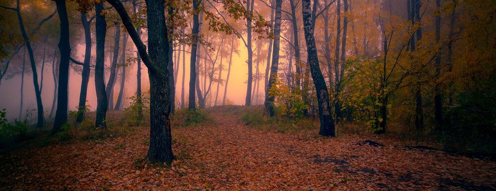 Утро в осеннем лесу
