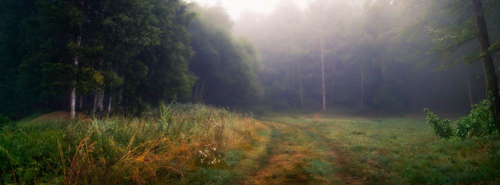 Туманное утро в лесу