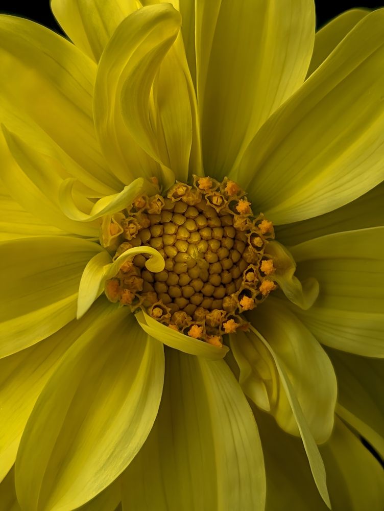 Flower eye