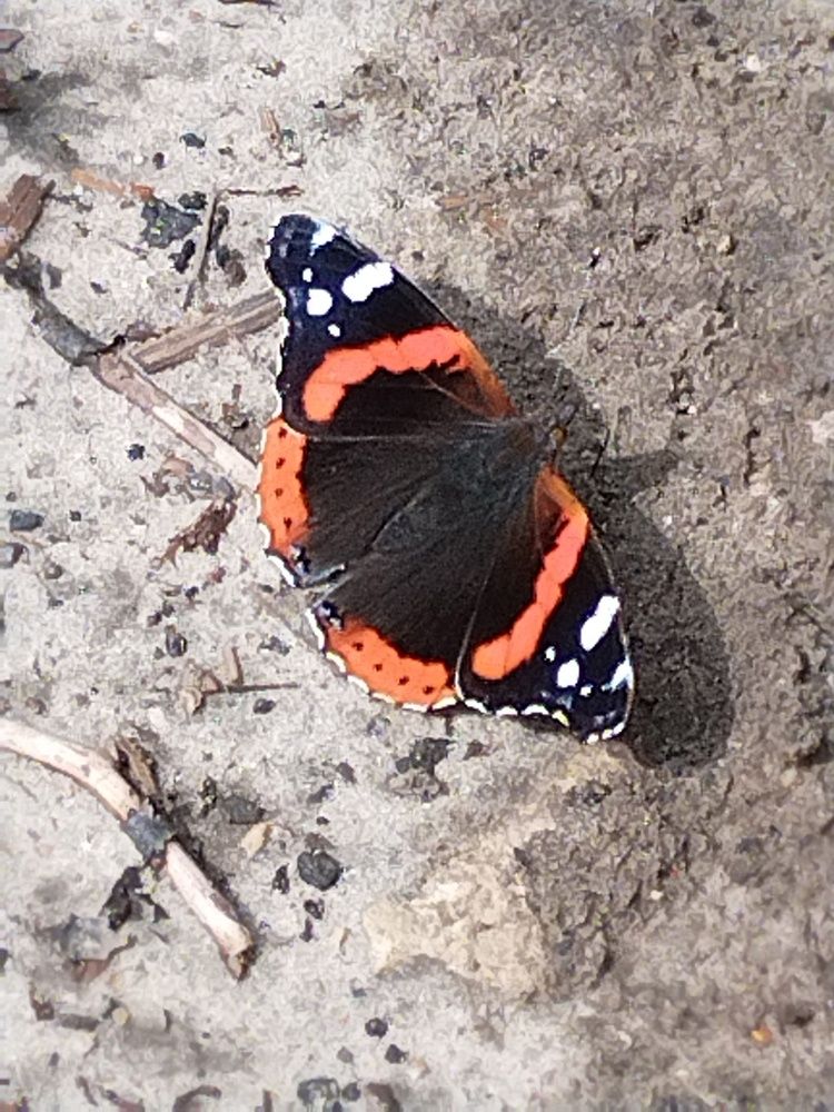 Photograph by Надежда Горчакова