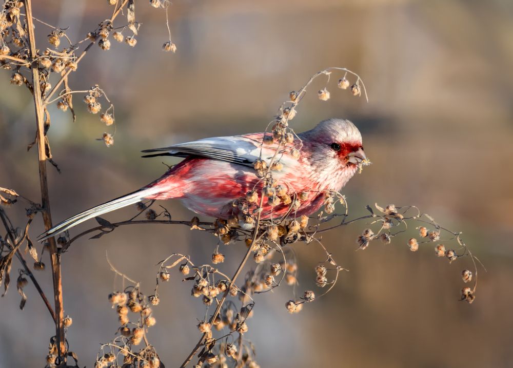 Урагус  (самец)