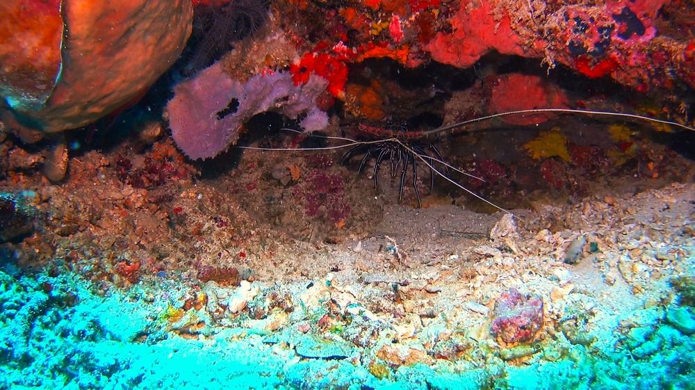 Photograph by Brigita Šipoš Pirš