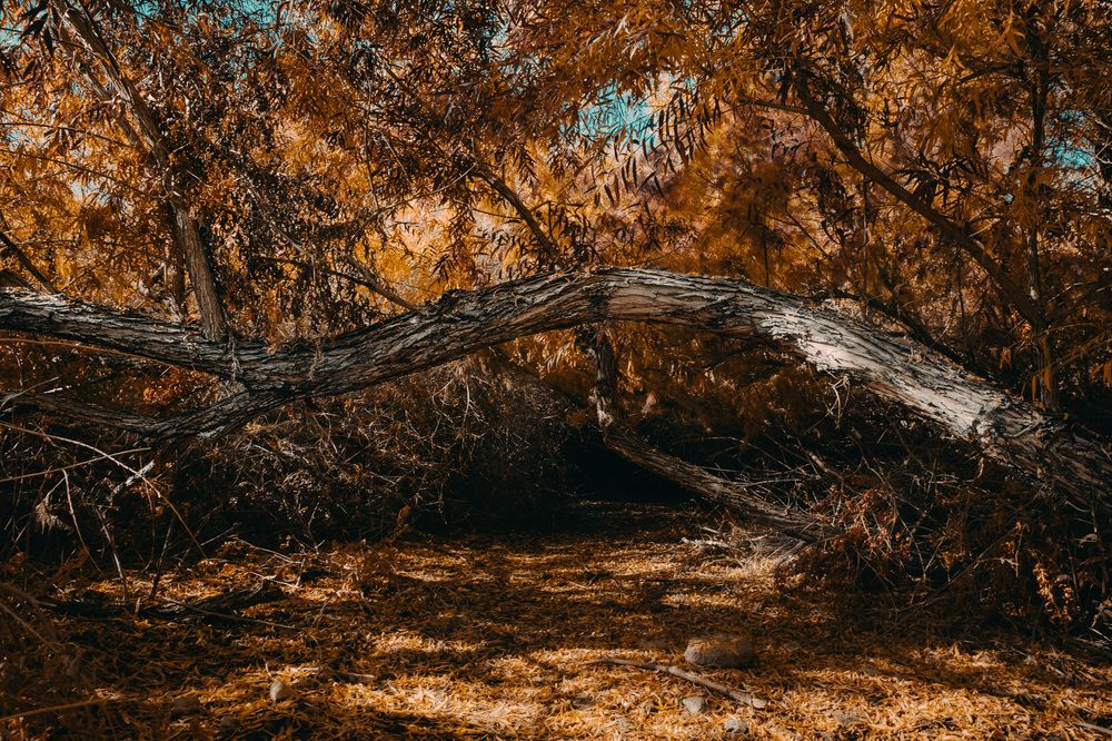 Photograph by Daria Osipova