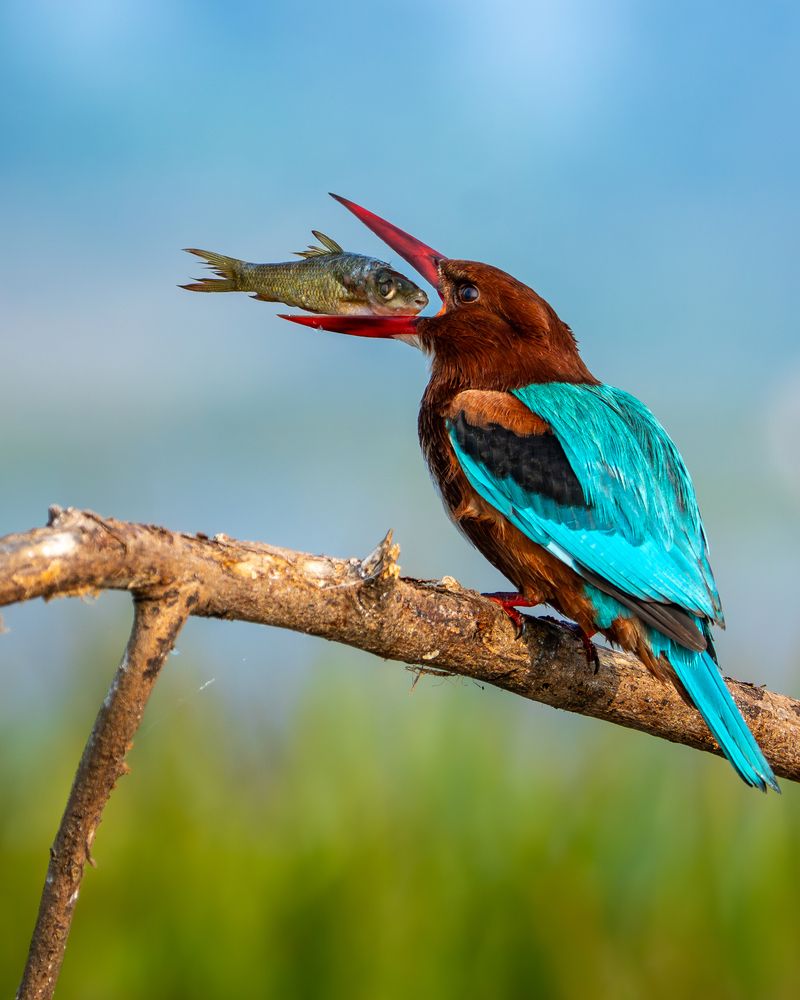 White-Throated Kingfisher with catch