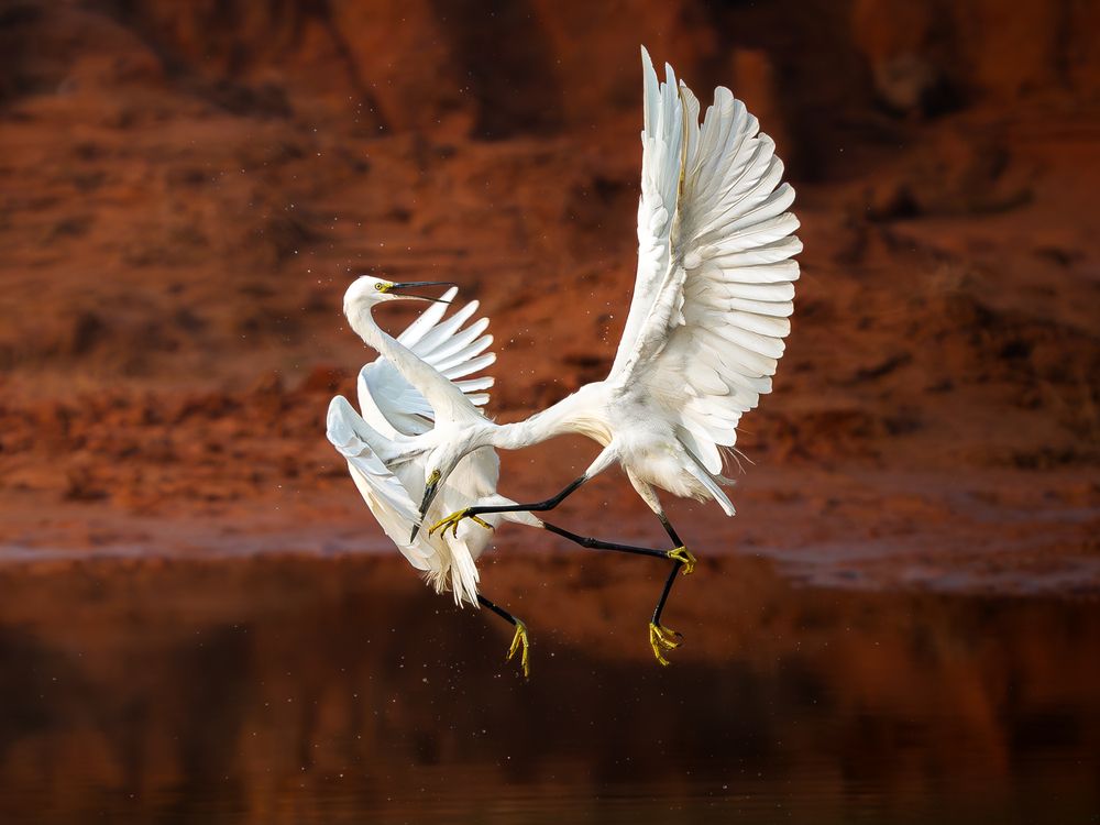 Territorial fight of Little Egrets