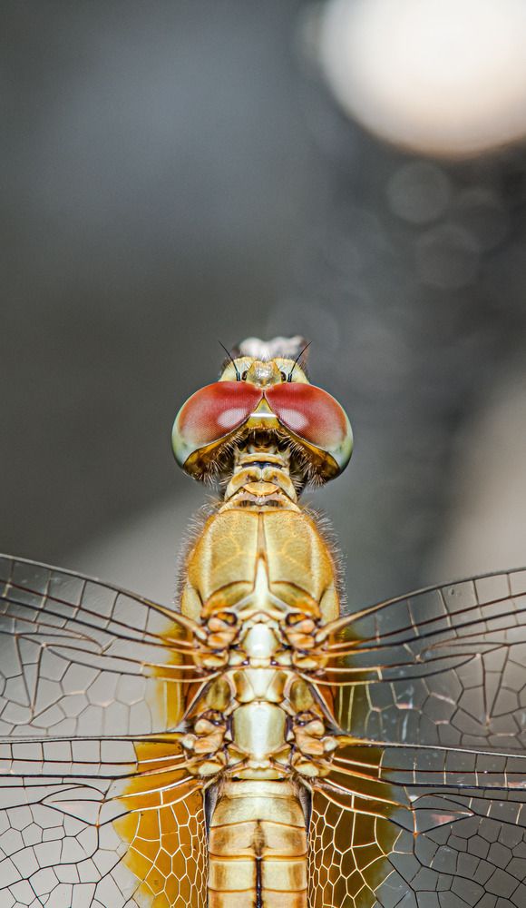 Фотография автора Dipayan Debbarma