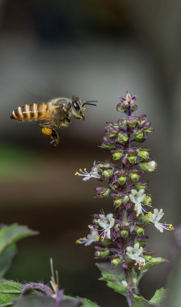 Фотография автора Dipayan Debbarma