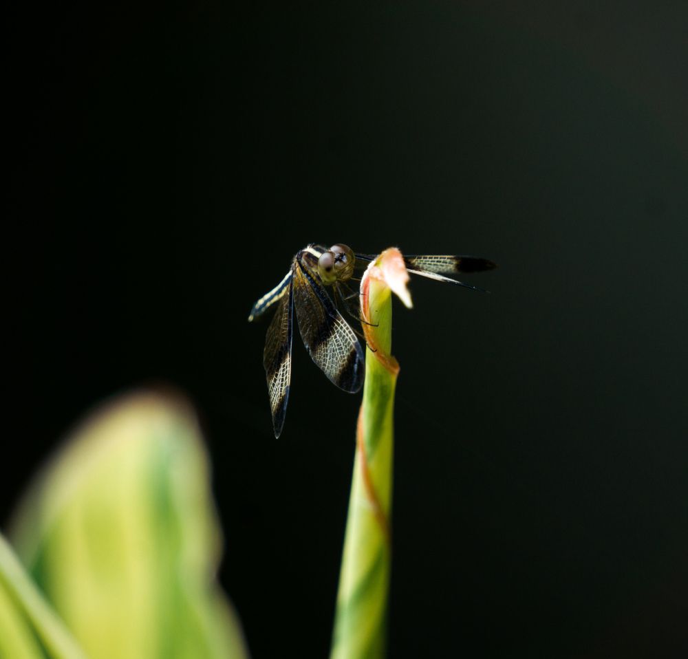 Photograph by Muhammed Junaid A P