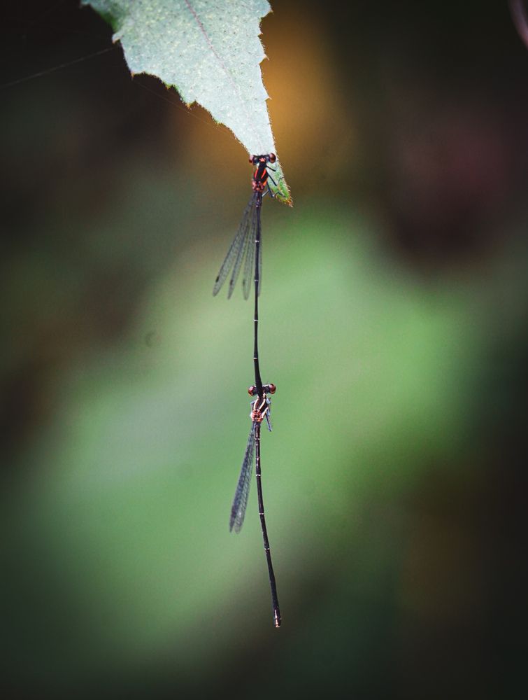 Photograph by Muhammed Junaid A P